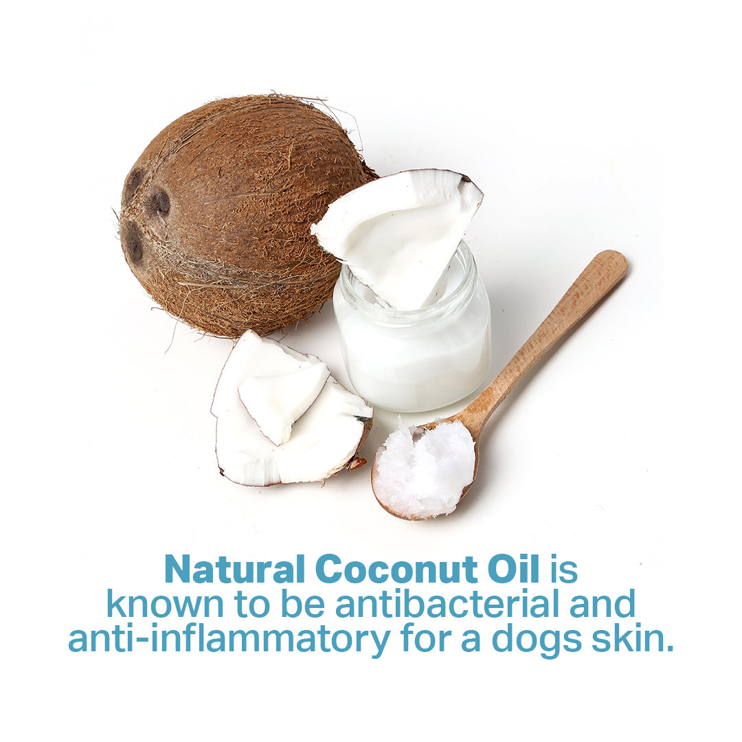 Image displaying coconut, coconut pieces, and coconut oil, symbolizing the quality ingredients found in Renegade Products American Canine Line&#39;s 5-in-1 oatmeal shampoo for dogs